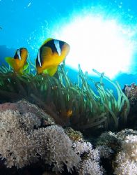 Clownfish, anemone and sunburst taken at Ras Zatar, Ras M... by Nikki Van Veelen 